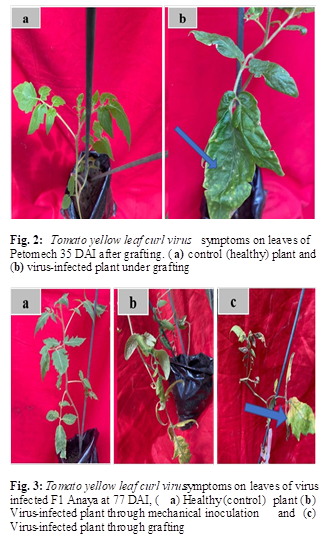  

Fig. 2: Tomato yellow leaf curl virus symptoms on leaves of Petomech 35 DAI after grafting. (a) control (healthy) plant and (b) virus-infected plant under grafting

 

Fig. 3: Tomato yellow leaf curl virus symptoms on leaves of virus infected F1 Anaya at 77 DAI, (a) Healthy (control) plant (b) Virus-infected plant through mechanical inoculation and (c) Virus-infected plant through grafting
